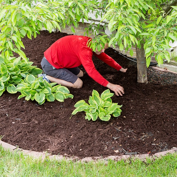 we recommend a thickness of 2-4 inches for mulch installation to effectively suppress weeds and retain moisture